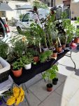 plants